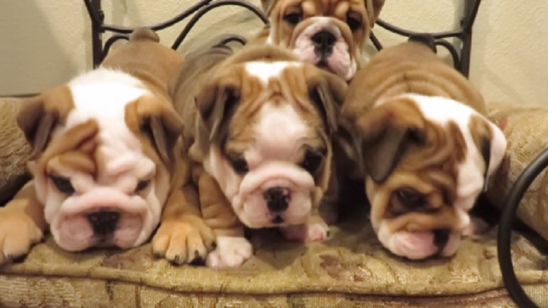 Adorable English Bulldogs Shaking Their Heads In Perfect Sync Is A Must ...