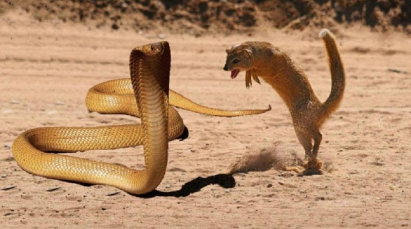 Amazing Animal World - Mongoose Vs Cobra (VIDEO)