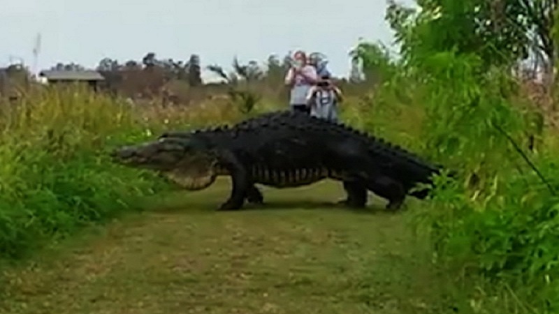 dinosaur with alligator head